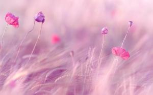 wheat, field, poppies, flowers, blur, wind wallpaper thumb