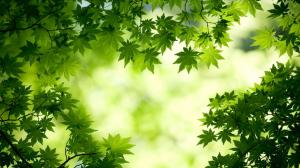 Green, maple leaf, nature wallpaper thumb