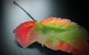 Macro Leaf HD wallpaper thumb
