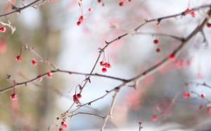 Red berries, cold, winter, twigs wallpaper thumb