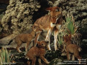 Animals National Geographic Baby Wolf Wide Resolution wallpaper thumb