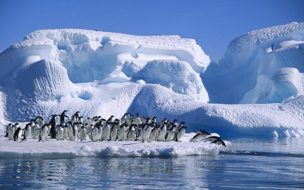 Antarctica Adelie penguins, sea, snow and ice wallpaper,Antarctica HD wallpaper,Adelie HD wallpaper,Penguins HD wallpaper,Sea HD wallpaper,Snow HD wallpaper,Ice HD wallpaper,1920x1200 wallpaper