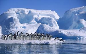 Antarctica Adelie penguins, sea, snow and ice wallpaper thumb