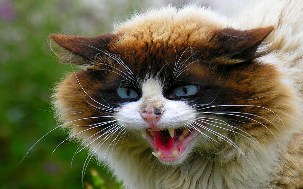Very Angry Cat wallpaper | animals | Wallpaper Better