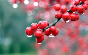 Nature, Fruit, Water Drops, Red, Lovely wallpaper thumb