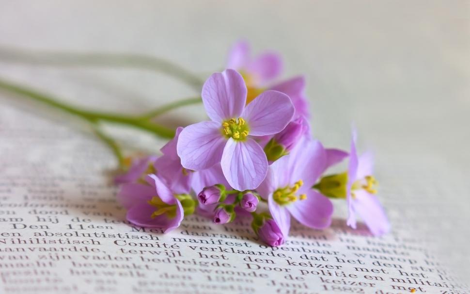 Books with purple flowers still life close-up wallpaper,Books HD wallpaper,Purple HD wallpaper,Flowers HD wallpaper,Still HD wallpaper,Life HD wallpaper,1920x1200 wallpaper