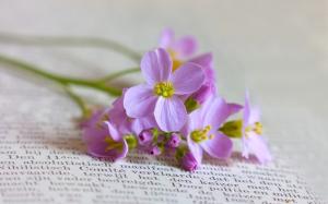 Books with purple flowers still life close-up wallpaper thumb