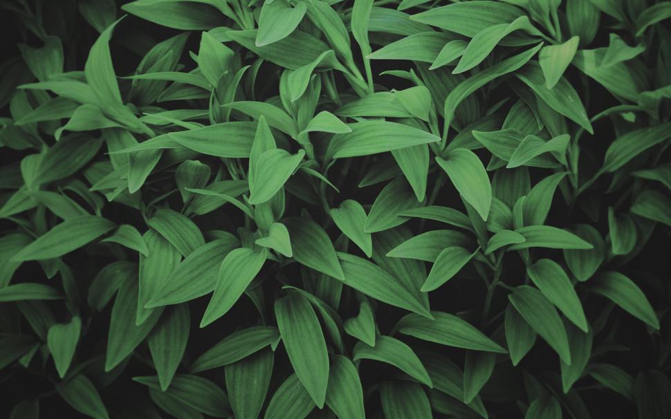 Leaves Green HD wallpaper,nature HD wallpaper,green HD wallpaper,leaves HD wallpaper,1920x1200 wallpaper