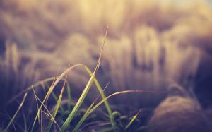 Grass Warm Macro Blur HD wallpaper thumb