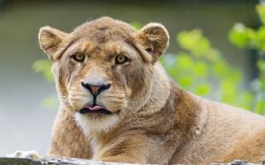 Animal close-up, lioness, tongue, face wallpaper thumb