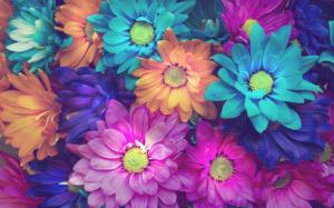 Colorful daisy flowers, pink, blue, orange wallpaper thumb