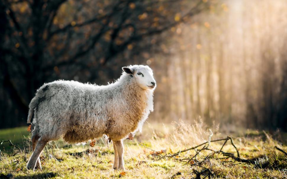 Sheep HD wallpaper,animals HD wallpaper,sheep HD wallpaper,2560x1600 wallpaper