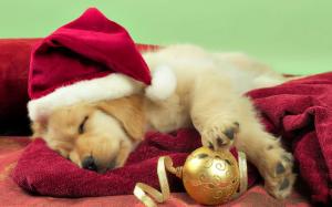 Holidays Christmas Seasonal Dogs Puupy Free Images wallpaper thumb