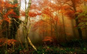 Nature, Trees, Forest, Mist, Branch, Grass, Fall, Leaves, Mysterious wallpaper thumb