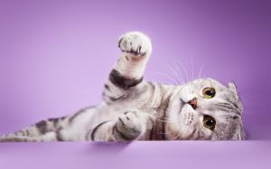 Scottish fold ears cat, feet, purple background wallpaper thumb