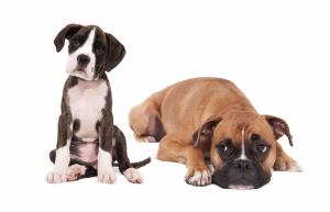 puppies, dogs, boxer, photoshoot wallpaper thumb
