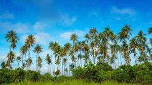 Malaysia, Bohey Dulang Island, palm trees, grass, blue sky wallpaper thumb