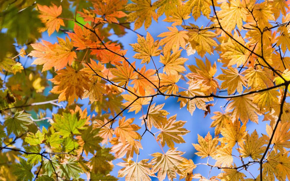 Autumn Sky Leaves wallpaper,autumn HD wallpaper,nature HD wallpaper,leaves HD wallpaper,2560x1600 wallpaper
