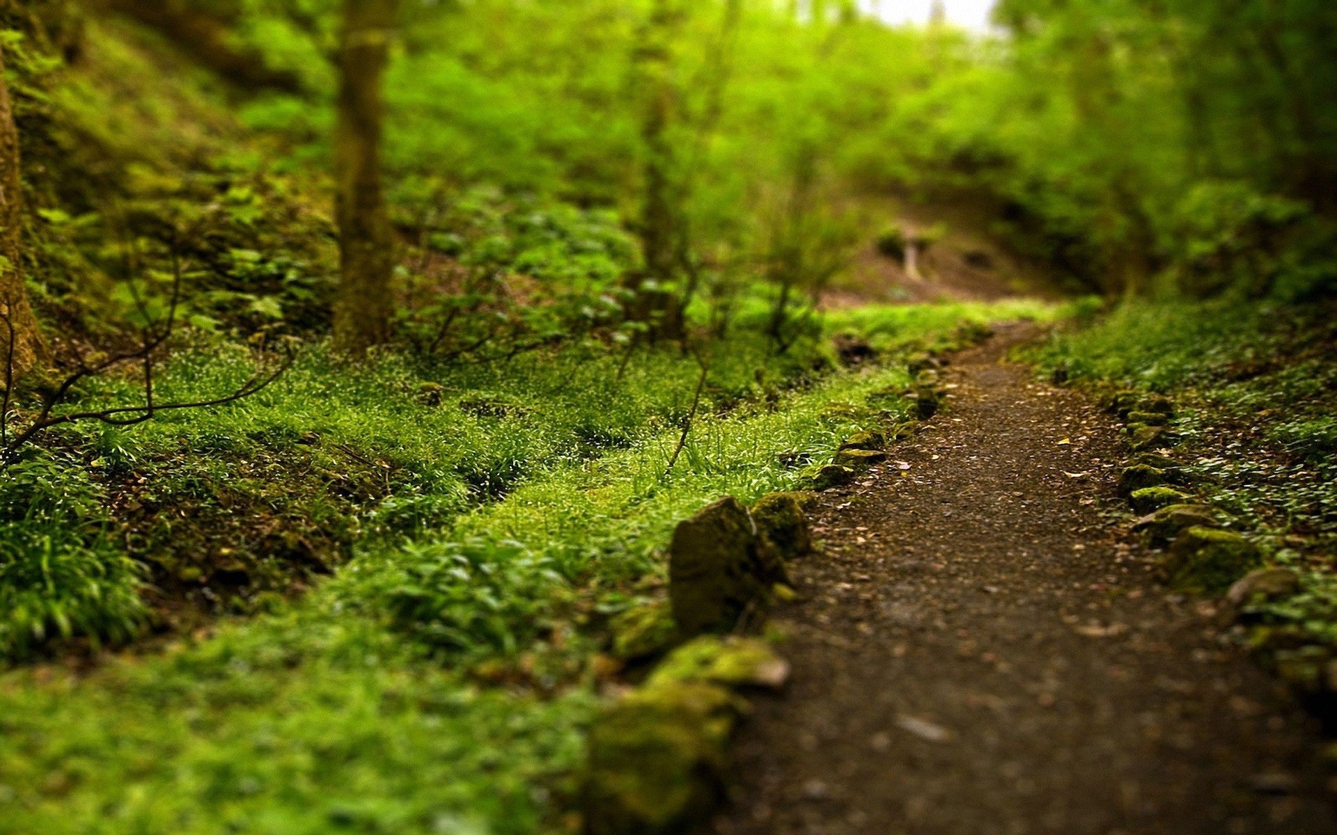 Small Pathway Through the Forest wallpaper | nature and landscape ...