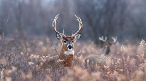 Deer Buck HD wallpaper thumb