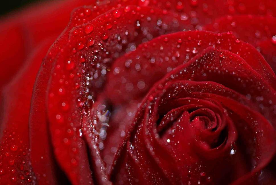 A Red Rose Of Love wallpaper,and friendship HD wallpaper,for the one i love HD wallpaper,3d & abstract HD wallpaper,1920x1285 wallpaper