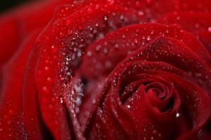 A Red Rose Of Love wallpaper thumb
