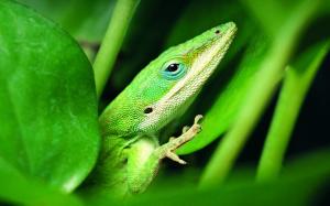 Green lizard wallpaper thumb