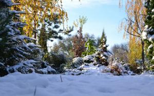 Winter, snow, trees, cold wallpaper thumb