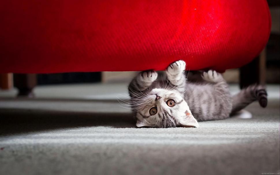 Cat playing under the sofa wallpaper,cat HD wallpaper,red HD wallpaper,grey HD wallpaper,animal HD wallpaper,1920x1200 wallpaper