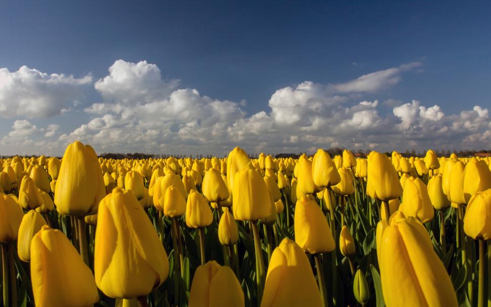 Beautiful Yellow Tulips Field wallpaper,tulips HD wallpaper,yellow tulips HD wallpaper,field HD wallpaper,nature HD wallpaper,landscape HD wallpaper,1920x1200 wallpaper