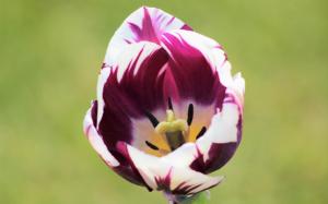 Tulip wallpaper thumb