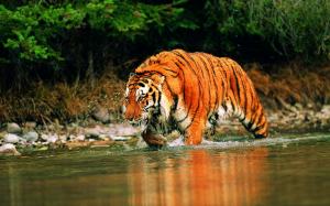 Tiger wading into stream wallpaper thumb