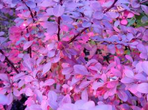 *Pink And Purple Autumn* wallpaper thumb