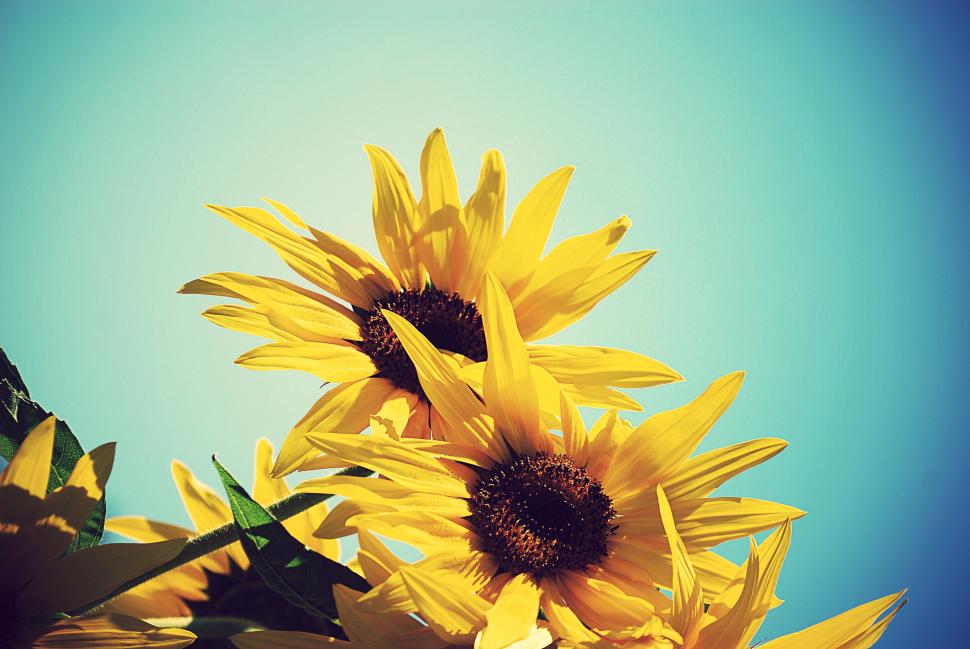 Sunflowers wallpaper,sunflowers HD wallpaper,nature & landscape HD wallpaper,3872x2592 wallpaper