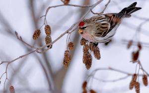 Winter, branch, bird, sparrow wallpaper thumb