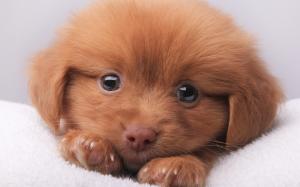 Cute Brown Puppy wallpaper thumb