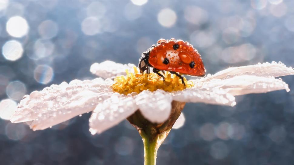 Daisy flower, insect, ladybug, water drops wallpaper,Daisy HD wallpaper,Flower HD wallpaper,Insect HD wallpaper,Ladybug HD wallpaper,Water HD wallpaper,Drops HD wallpaper,1920x1080 wallpaper