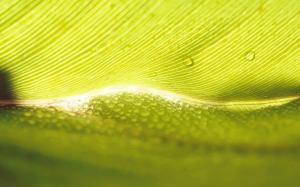 Water drops on a leaf wallpaper thumb