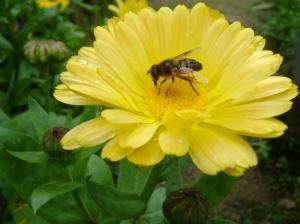 Beautiful Natural Flower Bee wallpaper thumb