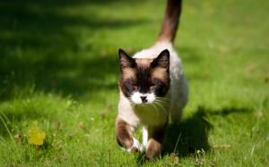Cat walking in the grass wallpaper thumb