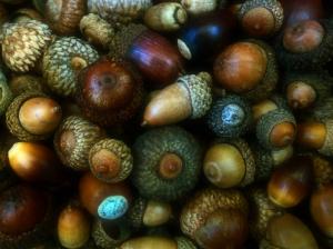 Many acorns, fruit wallpaper thumb