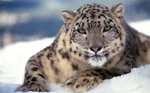 Scary Snow Leopard wallpaper thumb