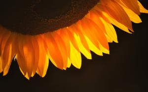 Sunflower Petals wallpaper thumb