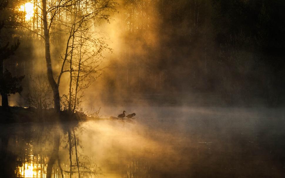 Duck Bird Sunlight Trees Pond Reflection Forest HD wallpaper,nature HD wallpaper,trees HD wallpaper,sunlight HD wallpaper,forest HD wallpaper,reflection HD wallpaper,bird HD wallpaper,pond HD wallpaper,duck HD wallpaper,1920x1200 wallpaper