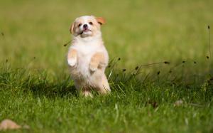 White dog, puppy, standing, grass wallpaper thumb