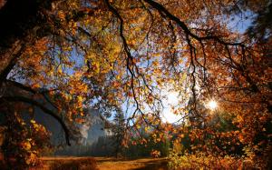 Nature scenery, autumn, tree, branches, leaves, sunlight wallpaper thumb