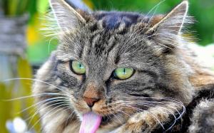 Cute cat, portrait, tongue wallpaper thumb
