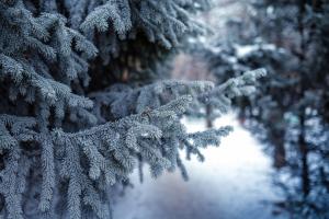 Winter Forests Fir Snow Branches Nature wallpaper thumb
