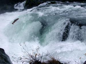 Salmon Fish River Waterfall Widescreen wallpaper thumb