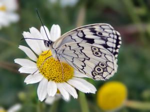white butterfly Black flowers nature HD wallpaper thumb
